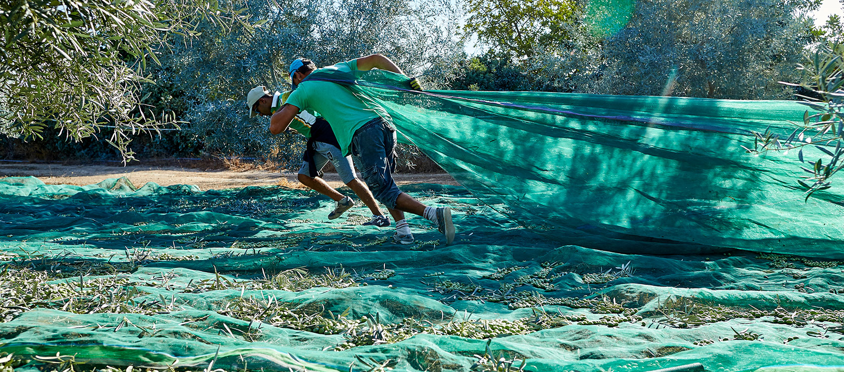 SIAB-hero-olive-oil-3