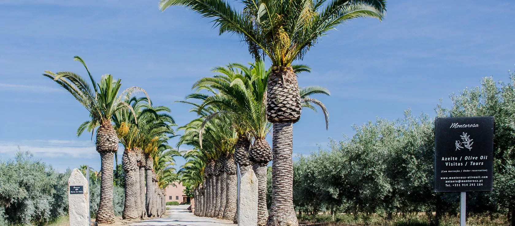 SIAB-hero-olive-oil-4