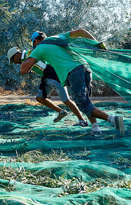 olive-oil-banner-2__mobile
